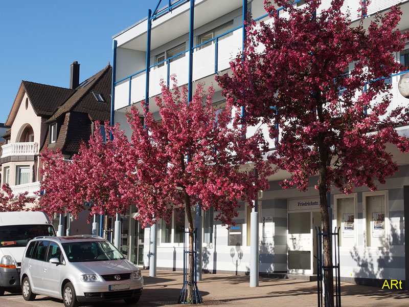 Friedrichstraße mit blühenden Zierapfelbäumen