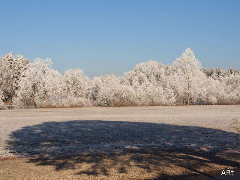 Bäume mit Raureif am leicht zugefrorenen Salinensee

