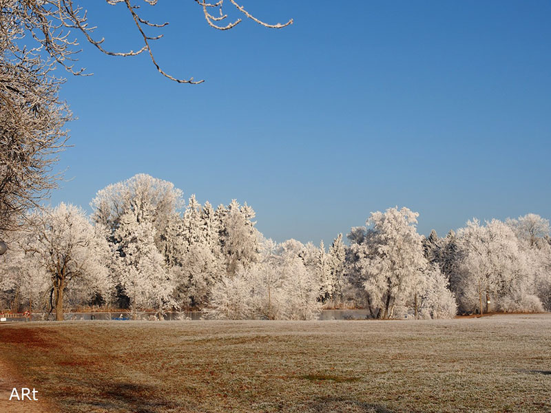 Bäume mit Raureif am leicht zugefrorenen Salinensee

